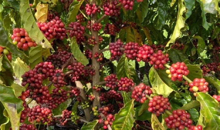 Reconhecimento consolida Nova Brasilândia d’Oeste como a Cidade do Café
