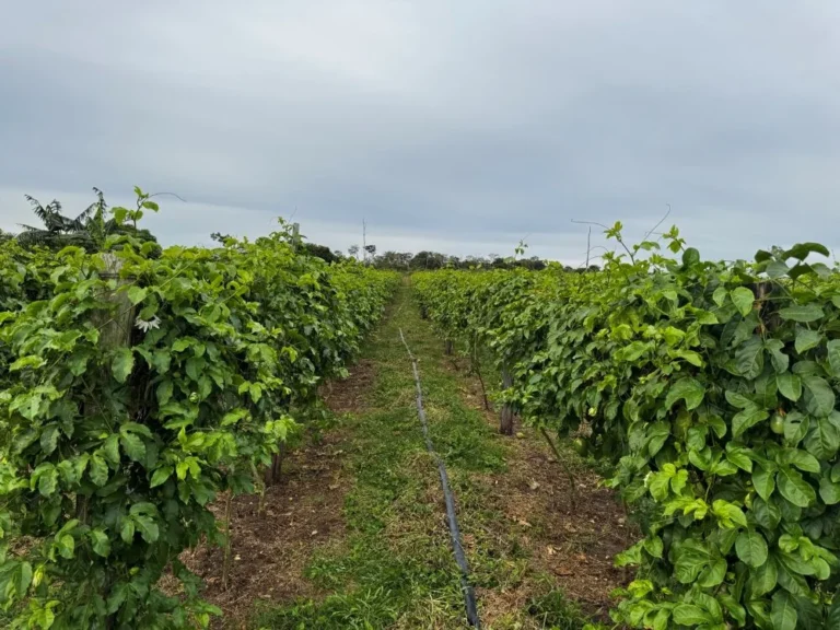 Alero no Agro: emenda garante regularização fundiária e transforma a vida de produtores rurais em Vilhena