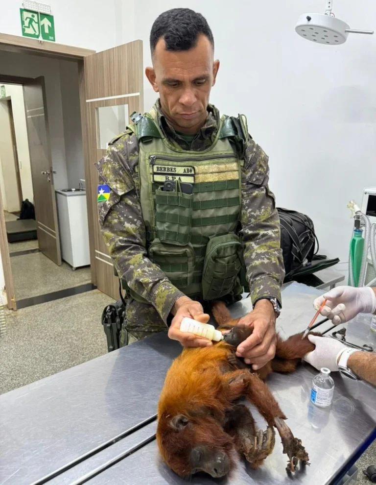 Polícia Ambiental resgata bugio e filhote após suspeita de choque elétrico em Alta Floresta d’Oeste
