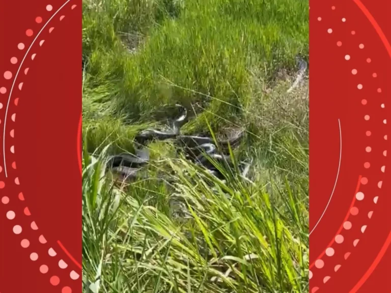 Morador leva susto ao encontrar grupo de sucuris gigantes entrelaçadas em RO; veja vídeo